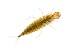 Stonefly Larva, Alicante, Spain Photographic Poster Print by Niall Benvie, 16x12