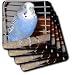 Birds - Blue Parakeet - Coasters