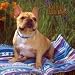   - French Bulldogs Wall 2008