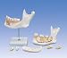 6 Part Half Lower Jaw Model 3 Times Life-Size