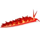 A toxic Cuthona species of nudibranch Photographic Poster Print by David Doubilet, 24x18