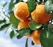 2-3 Year Old Dwarf Sunburst Tangerine Tree in Grower's Pot, 3 Year Warranty
