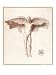 Icarus with a Quite Inadequate Pair of Wings World Culture Giclee Poster Print by Pei...