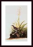 Art Poster Wood Framed Print - Tawny Thrush - Artist: John James Audubon- Poster Size: 16 X 20