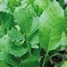 persian12 - Organic Persian Garden Cress 100 Seeds