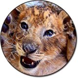 LION CUB Playing Fridge Magenet