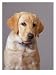 Portrait of Labrador Retriever Animals Photographic Poster Print by Bruce Ando, 12x16