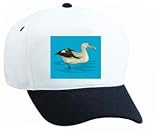 White Cap with float, ocean, bird, gull, swimming, sea, seagull