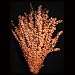 Baby Eucalyptus, Preserved, Sunset Image