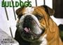 Bulldogs Postcard Book (For the Love of)