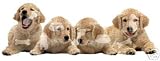500 Piece Jigsaw Puzzle Golden Retriever Puppy Dogs Shaped
