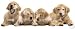 golden retriever - 500 Piece Jigsaw Puzzle Golden Retriever Puppy Dogs Shaped