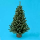 12 Miniature Christmas Pine Tree