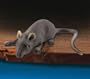 Realistic Full Size Rubber Mouse Halloween Gag