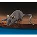 Realistic Full Size Rubber Mouse Halloween Gag