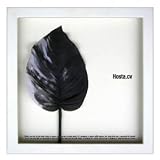 �s���[�t�A�[�g�tF-style Frame Hosta cv / sumi�i�z�X�^/�n�j