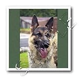 Dogs German Shepherd - German Shepherd Portrait - Iron on Heat Transfers