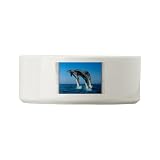 Dog Cat Food Water Bowl Dolphins Dancing