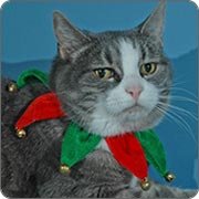 Jingle Bells Christmas Holiday Cat Collar by