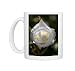 Photo Mugs of Floribunda rose (Rosa Iceberg) from Science Photo Library