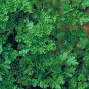 Organic Forest Green Parsley 100 Seeds