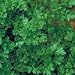 Organic Forest Green Parsley 100 Seeds