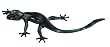 Gecko