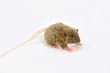 Brown Mouse Stuffed Animal Plush Toy 5" L
