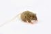Brown Mouse Stuffed Animal Plush Toy 5" L