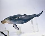 Humpback Whale