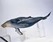 Humpback Whale