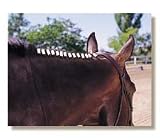 Grooma Bandettes Braiding Bands for Horse