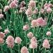 Organic Garden Herb Chives 100 Seeds