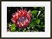 King Protea Flower Kirstenbosch Gardens Cape Town Republic Of South Africa Framed Giclee Print
