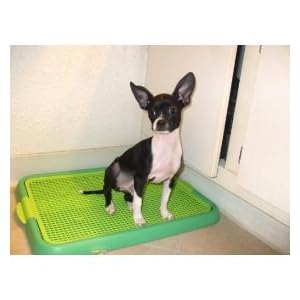 NEW CAT DOG PUPPY PE