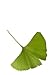 Ginkgo Biloba Leaf - 36"H x 24"W - Peel and Stick Wall Decal by Wallmonkeys