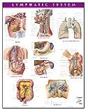 Netter Anatomy Charts: Lymphatic System Chart (Netter Charts)