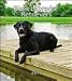 labrador13  - Black Labrador Retrievers 2010 Hardcover Engagement Ca
