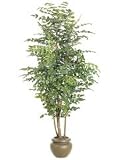 8' Mahonia Tree in Designer Pot (Local Pickup Only)