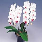 �y��ꉀ�|�z�Ӓ��� ���~�� 2�{����