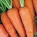 Organic Kurota Chantenay Carrot - 500 Seeds