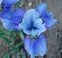 Ego 1 division Siberian Iris
