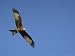 Red Kite (Milvus Milvus) in Flight with Wing Tags, Gigrin Farm, Rhayader, Wales, Unit...
