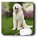 Dogs Kuvasz - Kuvasz - Mouse Pads
