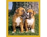 Boxers