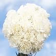 White Carnations 200