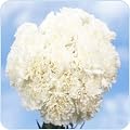 Carnations