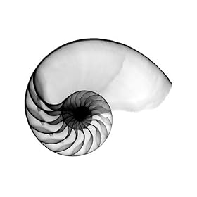 11 X 14 " X-ray of Nautilus Shell