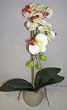 20" Phaleonopsis Orchid