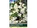 Begonia White Pendula by Taylors Bulbs